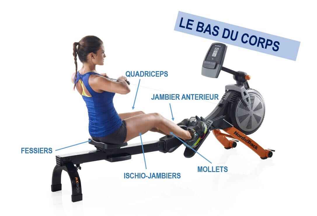Les muscles sollicités avec le rameur